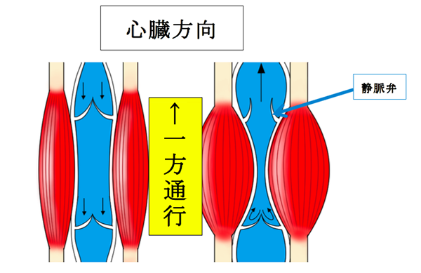 動脈と静脈の解剖と機能・メカニズム