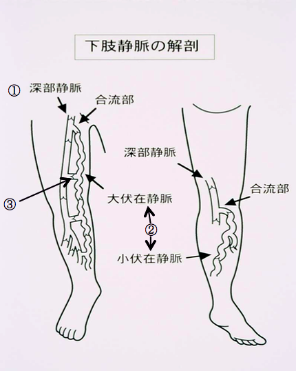 下肢静脈の解剖