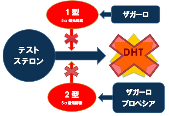 作用機序