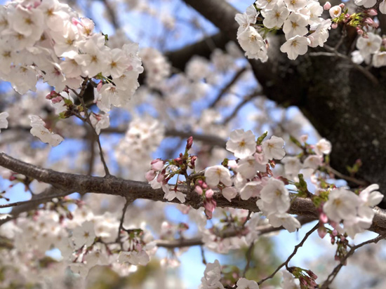 桜さくら