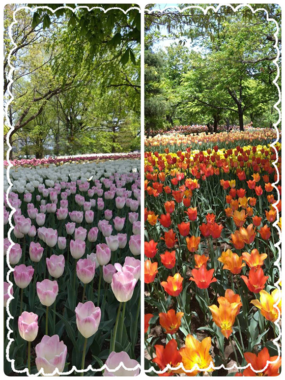 国営アルプスあずみの公園にて